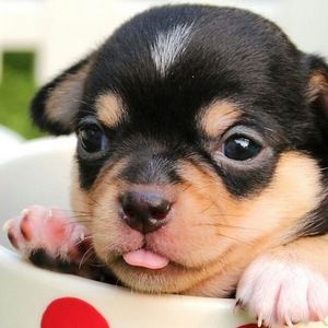 Meet your Posher, Evelynn